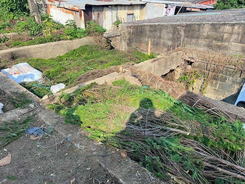 Por bajas ventas se pierden cientos de pinos en Coatzacoalcos