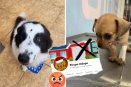 De nuevo exhiben a veterinaria Piropo en Xalapa; estos son otros casos de negligencia 