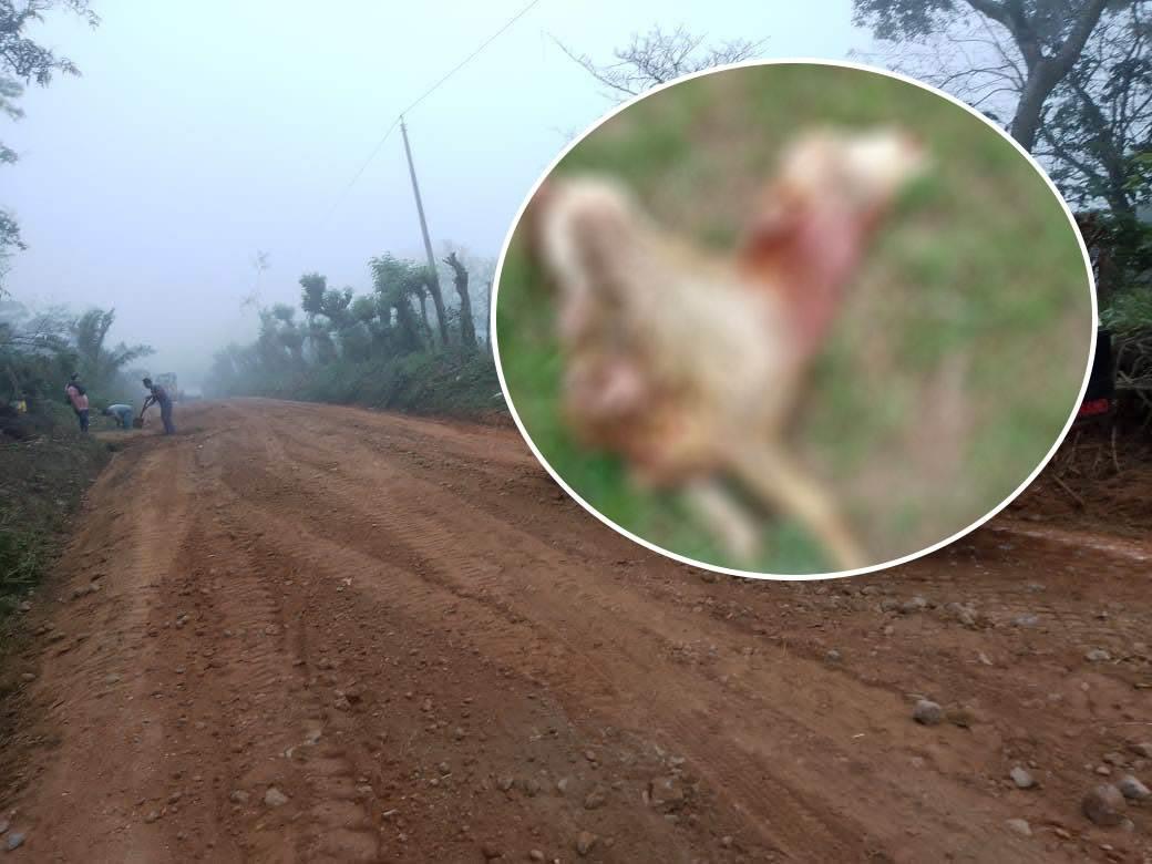 Felino ataca al ganado en zona rural de Jesús Carranza; pobladores en zozobra