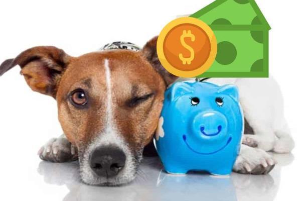 ¿Vas a adoptar a un perrito? Estos son todos los gastos que debes considerar