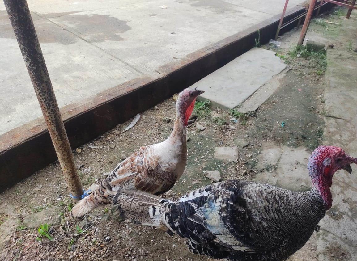 Comienzan a rematar los pavos en Moloacán; estos son los precios