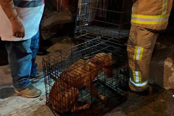 Resguardan a seis perritos en Martínez de la Torre tras situación de maltrato