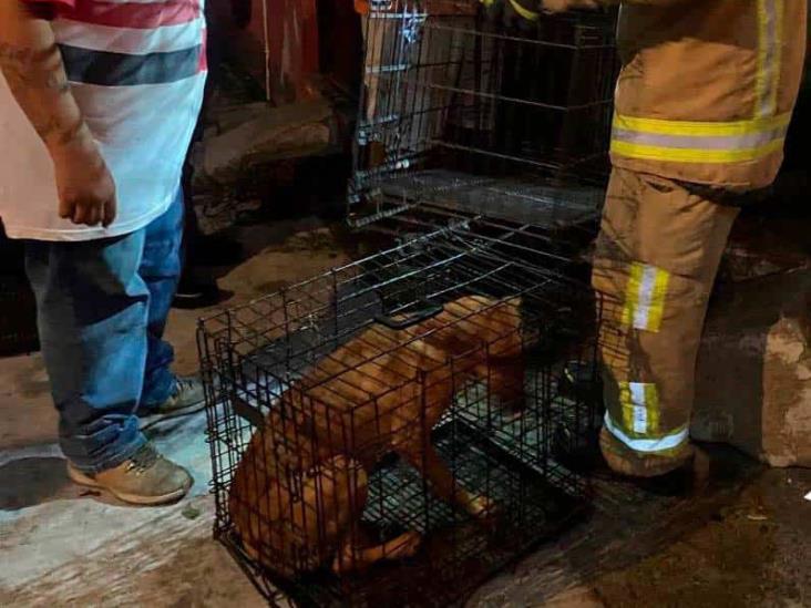 Resguardan a seis perritos en Martínez de la Torre tras situación de maltrato