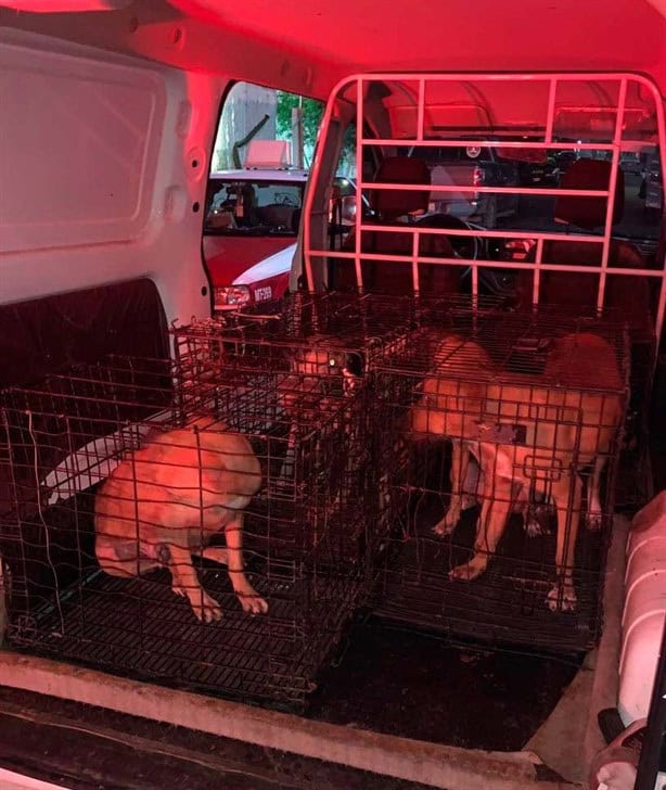 Resguardan a seis perritos en Martínez de la Torre tras situación de maltrato