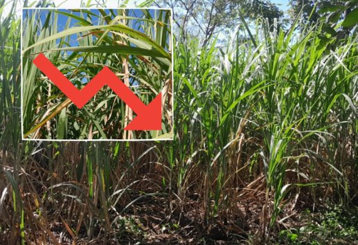 Reportan baja producción de caña en Coatepec durante el 2024; ¿por sequía? 