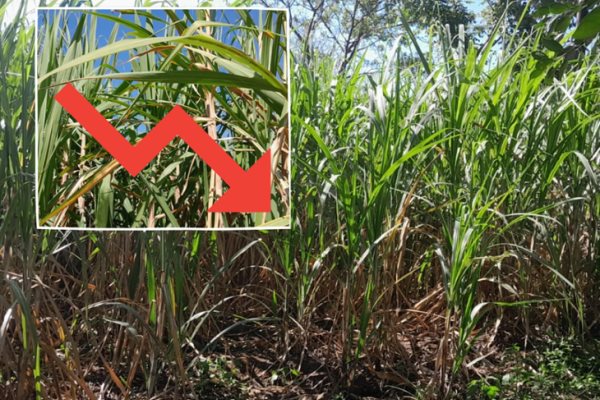 Reportan baja producción de caña en Coatepec durante el 2024; ¿por sequía? 