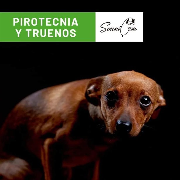 Así puedes proteger a tus perritos ante crisis por pirotecnia, según expertos de Xalapa