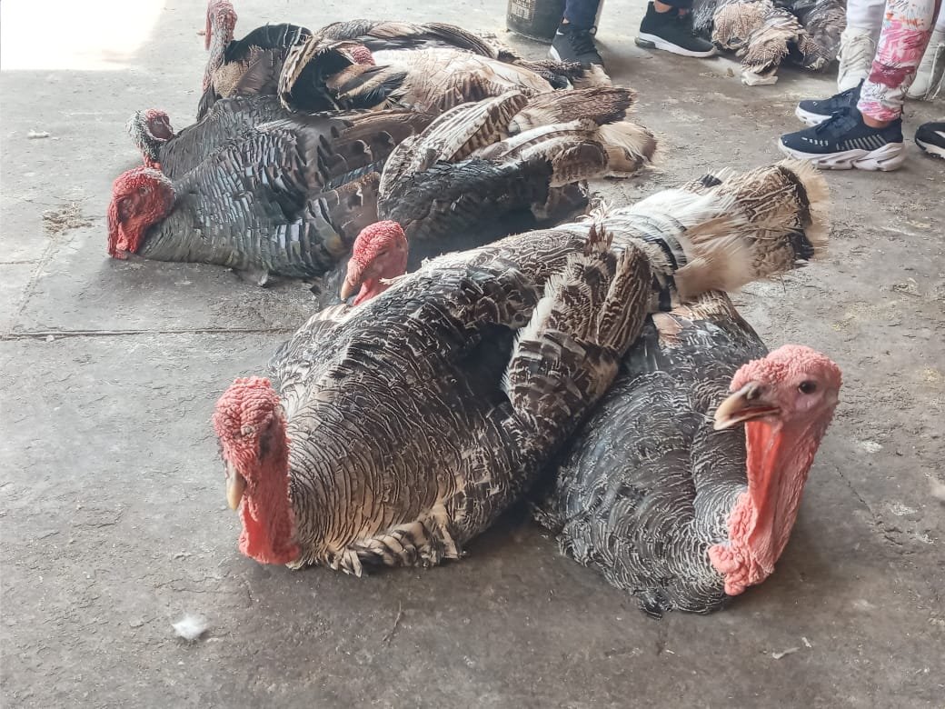 Guajolotes en el Mercado Unidad Veracruzana: el difícil destino de las aves no vendidas