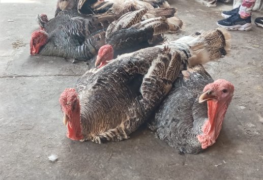 Guajolotes en el Mercado Unidad Veracruzana: el difícil destino de las aves no vendidas