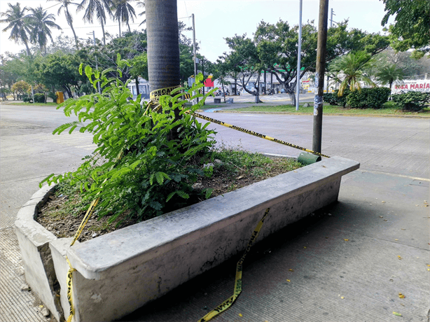 Denuncian palmera agrietada en avenida Díaz Mirón de Veracruz