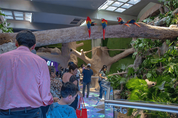 Aquarium de Veracruz rompe récord de asistencia en 2024