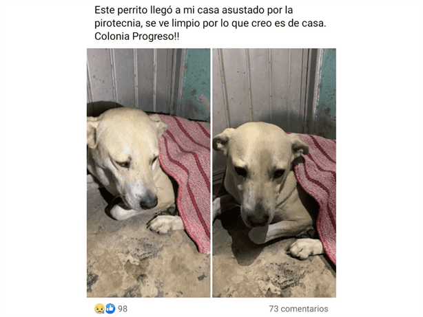Por pirotecnia, reportan perros perdidos en Xalapa durante Año Nuevo; ¿y las autoridades?