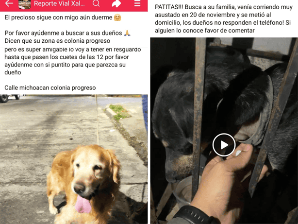 Por pirotecnia, reportan perros perdidos en Xalapa durante Año Nuevo; ¿y las autoridades?
