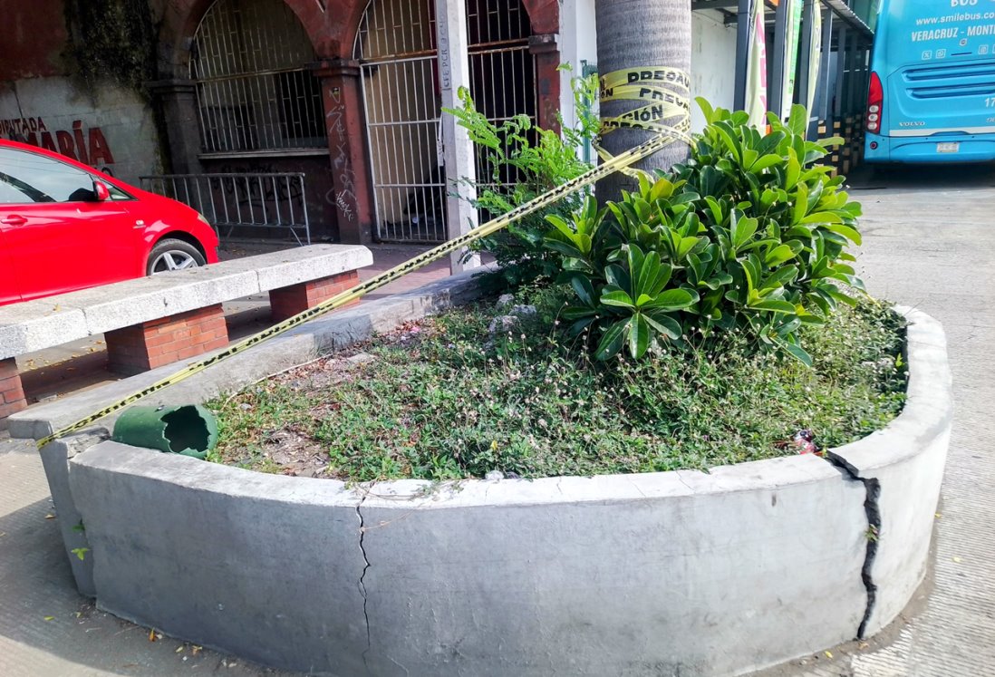Denuncian palmera agrietada en avenida Díaz Mirón de Veracruz