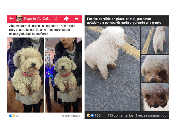 Por pirotecnia, reportan perros perdidos en Xalapa durante Año Nuevo; ¿y las autoridades?