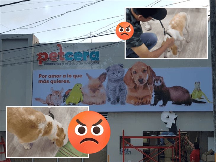 ¡Otra! denuncian a veterinaria Petcera en Xalapa, por maltrato animal 