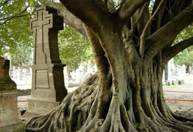 Esta es la leyenda del vampiro contenido por un árbol en México