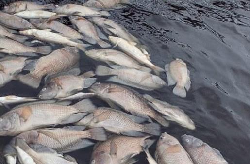 Ciudadanos encuentran una gran mortandad de peces en río de Vargas