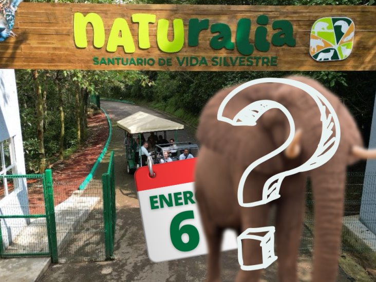 ¿Llegará un elefante al parque Naturalia de Xalapa por Día de Reyes Magos?