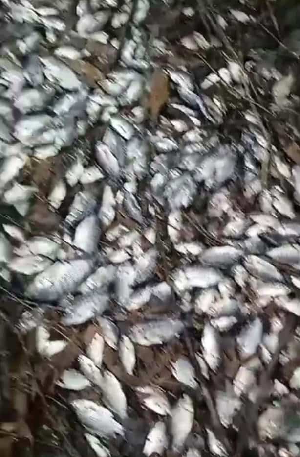 Ciudadanos encuentran una gran mortandad de peces en río de Vargas