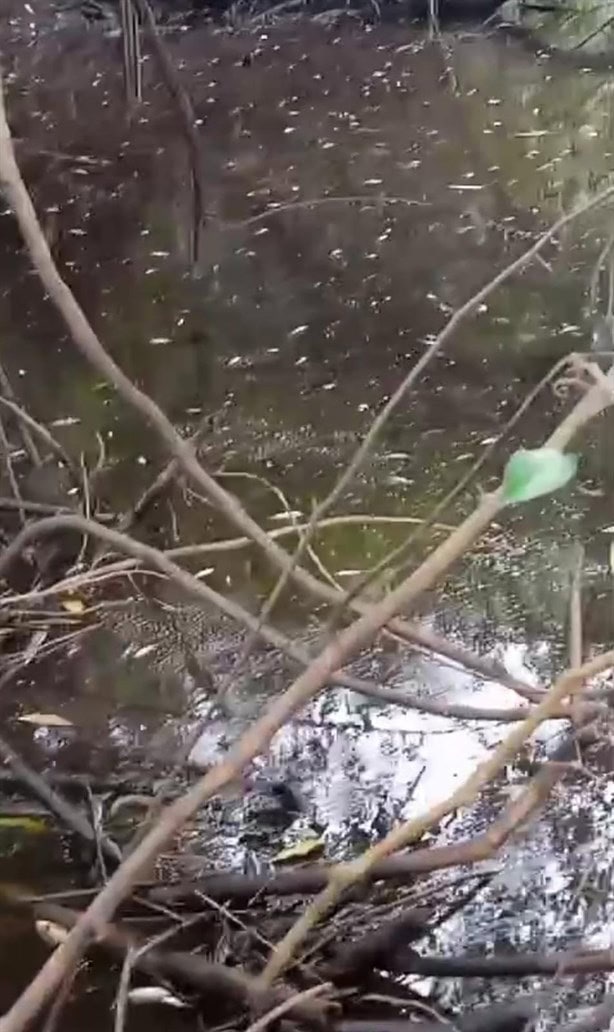 Ciudadanos encuentran una gran mortandad de peces en río de Vargas