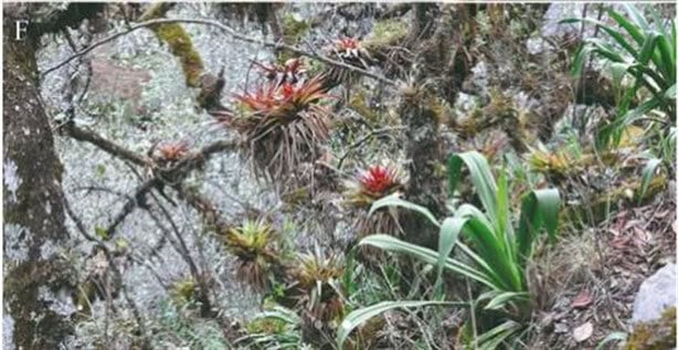 Científicos descubren en Veracruz joya botánica en peligro crítico