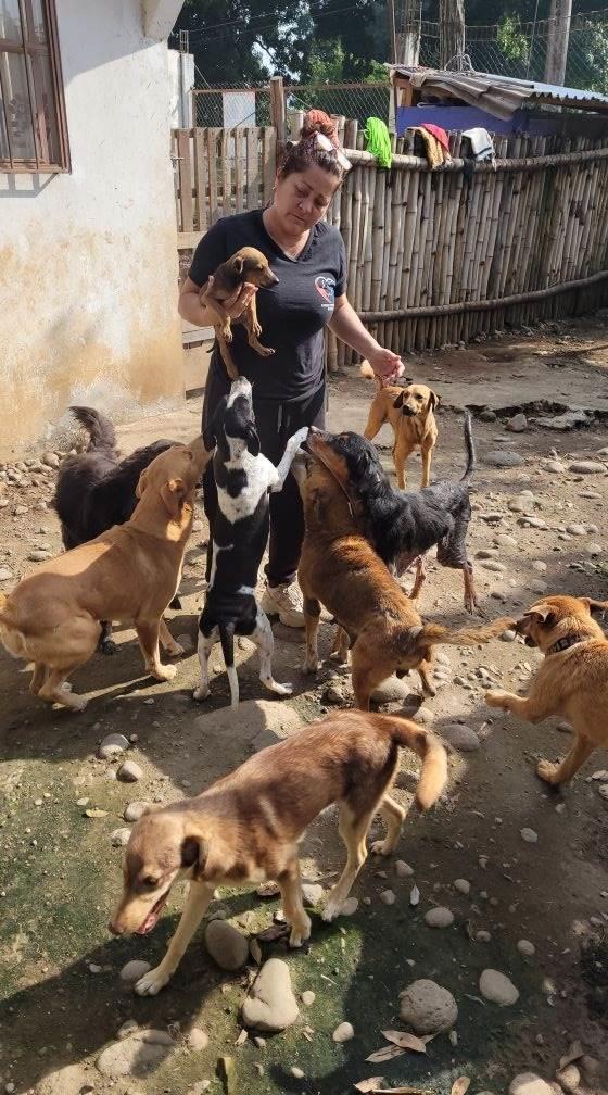 Un perrito no es un juguete, recuerda asociación a los veracruzanos