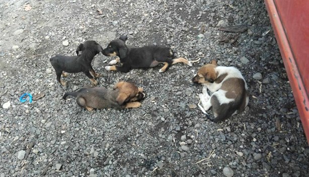 Un perrito no es un juguete, recuerda asociación a los veracruzanos