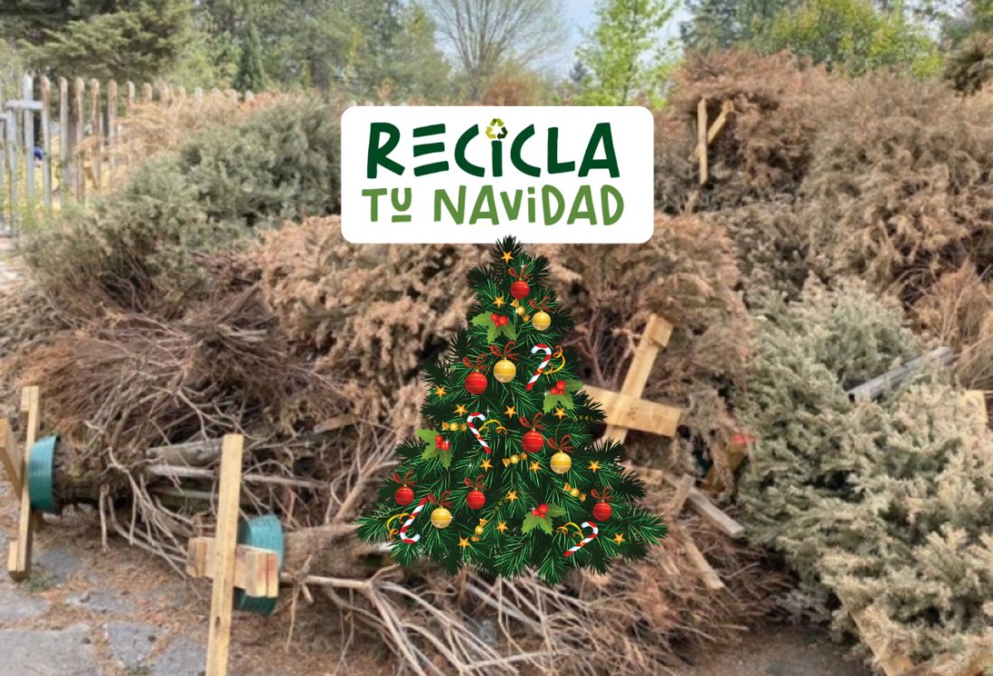 Boca del Río instala centro de acopio para reciclar arbolitos de Navidad