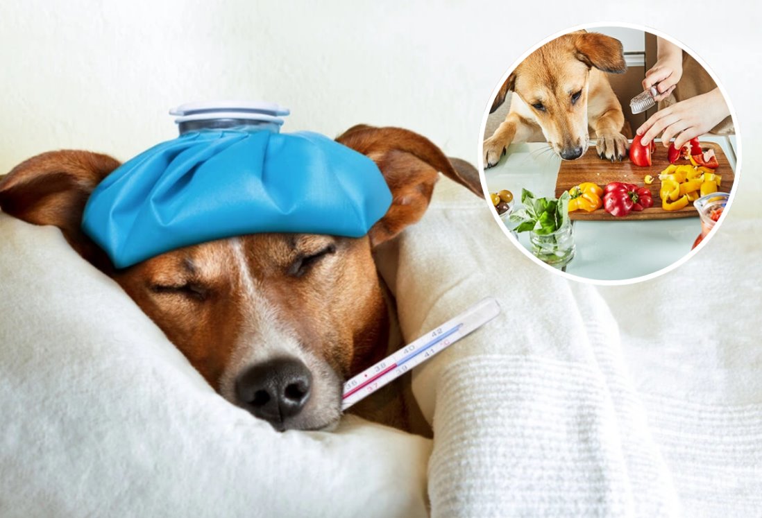 5 alimentos que NO debes darle a tu perro para evitar problemas de salud | IA