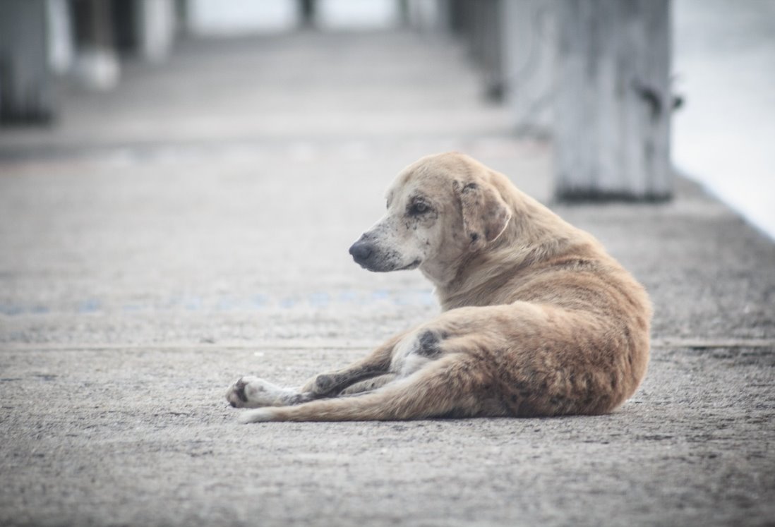 Aumentan muertes de perros por pirotecnia en Año Nuevo en Veracruz