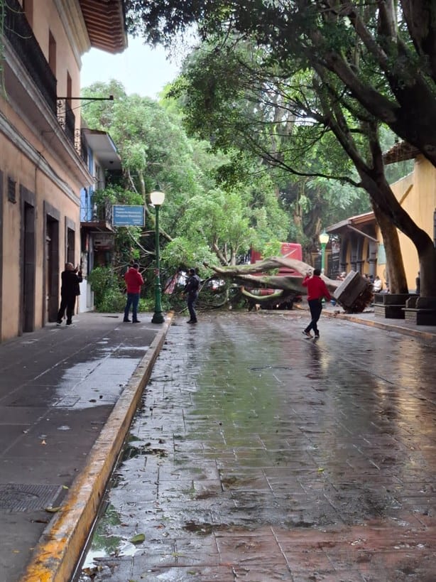 Emblemático árbol de Coatepec cae y bloquea calle del centro