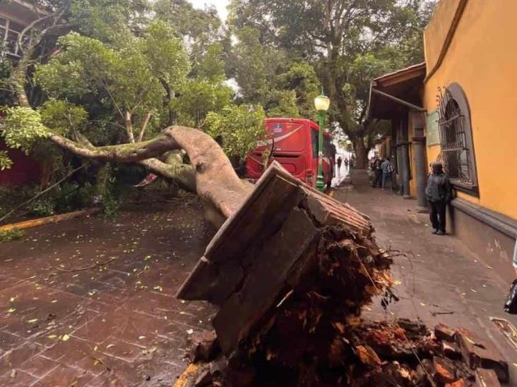 Emblemático árbol de Coatepec cae y bloquea calle del centro