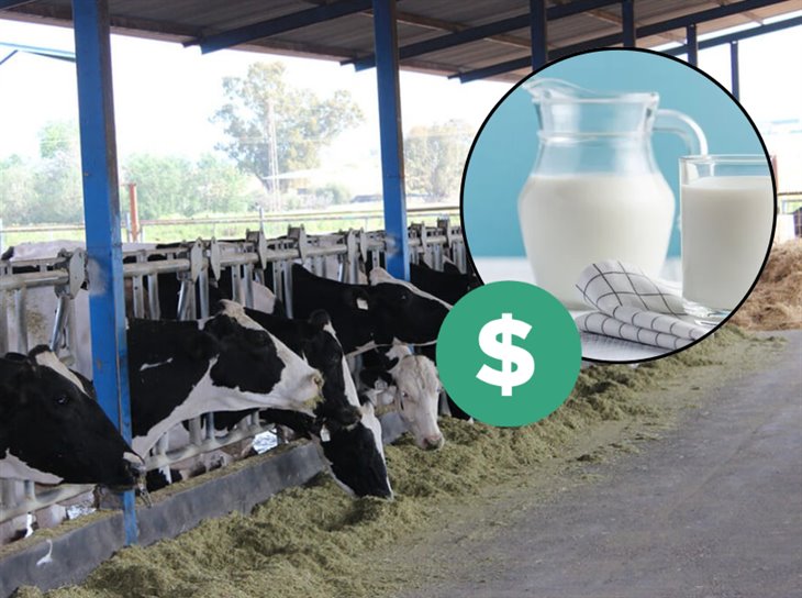 Habrá nuevos precios de ganado y leche en Veracruz, anuncia Unión Regional 