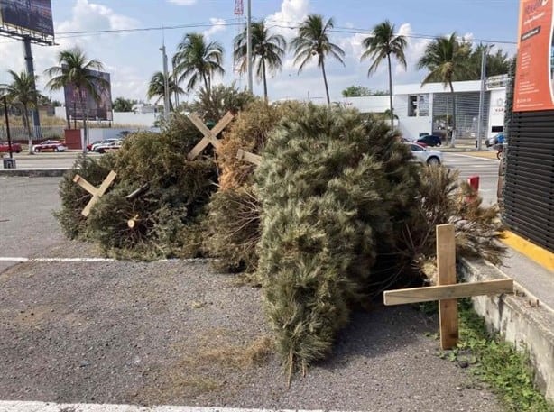 Por estas 3 razones no debes tirar el pino navideño a la calle en Veracruz