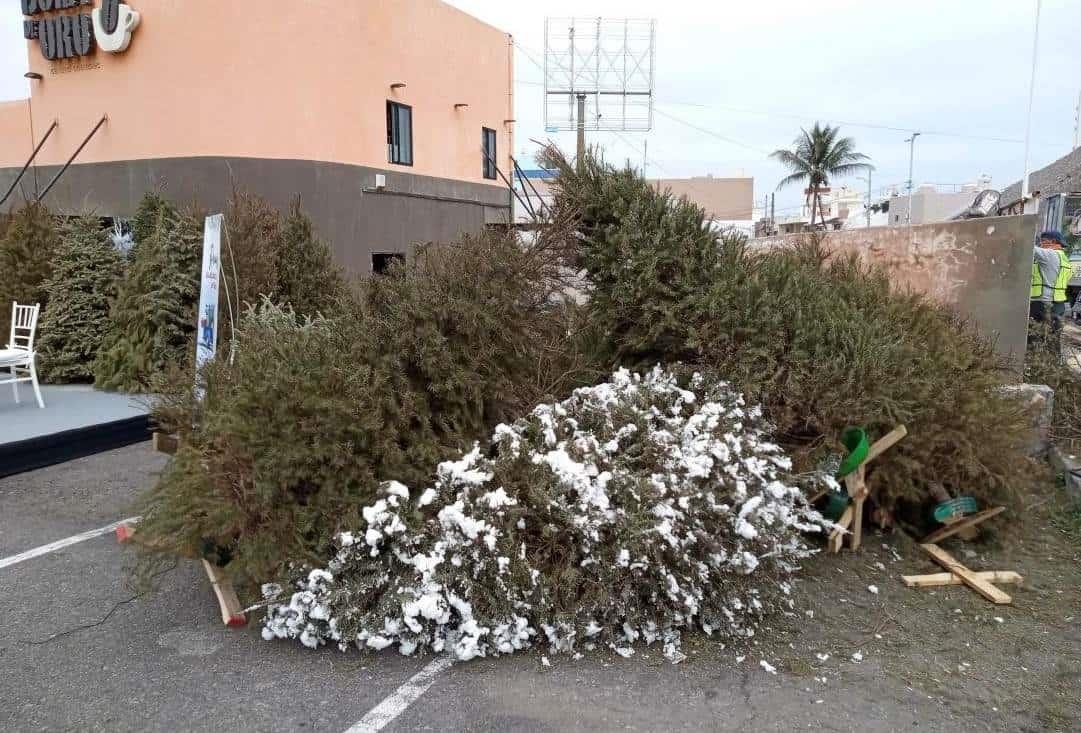 Por estas 3 razones no debes tirar el pino navideño a la calle en Veracruz