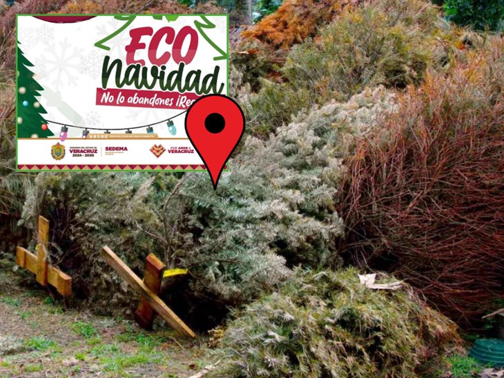 No tires tu árbol de Navidad, estos son los centros de acopio en Xalapa