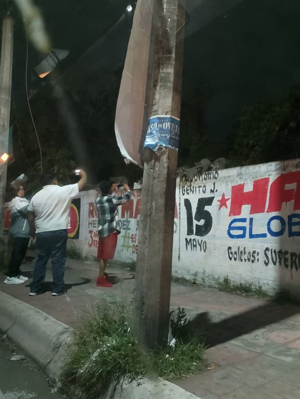 ¿Dónde habitan los mapaches en la ciudad de Veracruz a los que puedes dar de comer gratis?