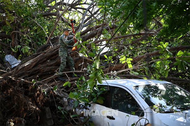 Fuerte norte derriba árbol en avenida 20 de Noviembre de Veracruz: tres autos dañados