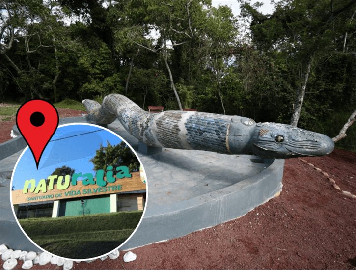 ¡Ya puedes verla! Regresa Coatl escultura de serpiente del Parque Naturalia en Xalapa