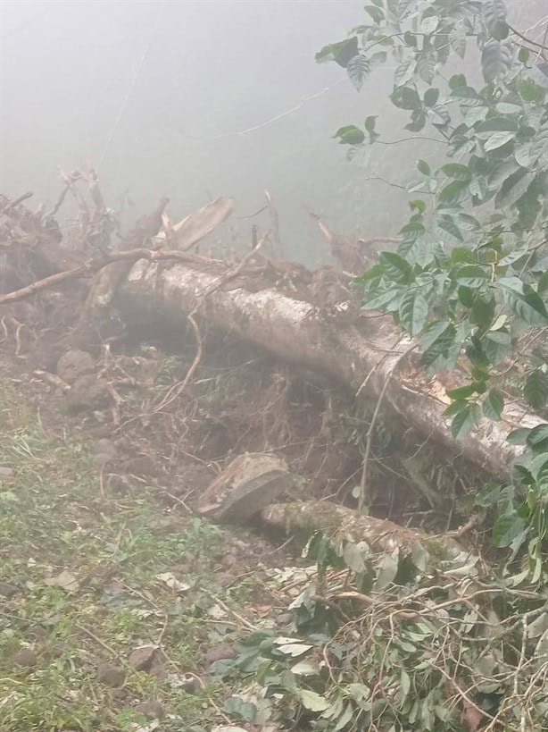 Árbol caído bloquea camino entre Landero y Coss y Misantla