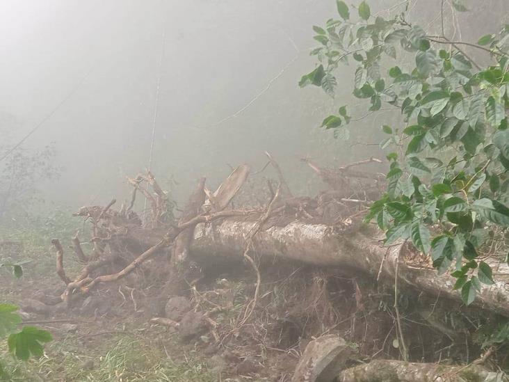 Árbol caído bloquea camino entre Landero y Coss y Misantla