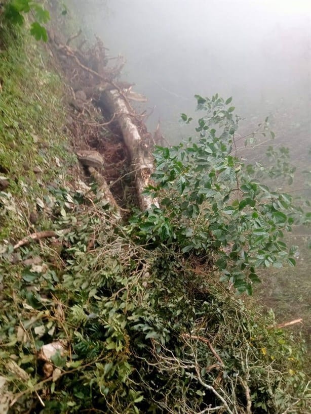 Árbol caído bloquea camino entre Landero y Coss y Misantla