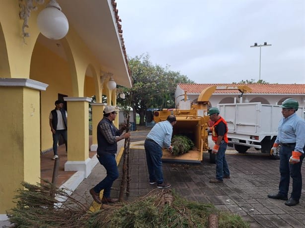 Ayuntamiento de Veracruz instala centro de acopio de pinos navideños en parque Reino Mágico | VIDEO