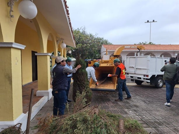 Ayuntamiento de Veracruz instala centro de acopio de pinos navideños en parque Reino Mágico | VIDEO