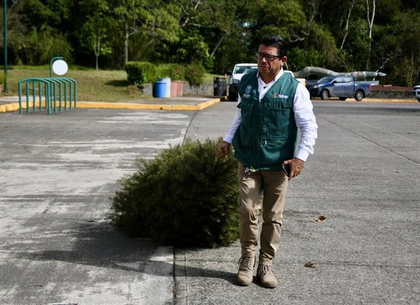 Convierten pinos de Navidad reciclados en composta y artesanías en Xalapa (+VIDEO)