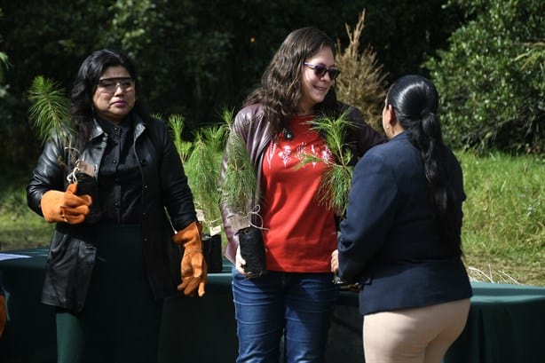 Convierten pinos de Navidad reciclados en composta y artesanías en Xalapa (+VIDEO)