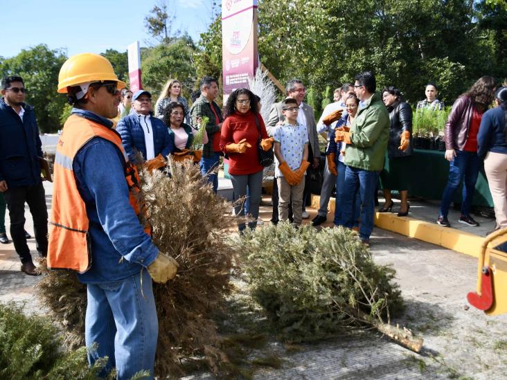 Convierten pinos de Navidad reciclados en composta y artesanías en Xalapa (+VIDEO)