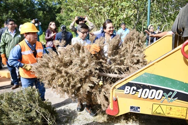 Convierten pinos de Navidad reciclados en composta y artesanías en Xalapa (+VIDEO)