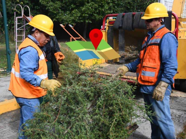 Eco Navidad 2025: Aquí puedes llevar tu árbol de Navidad para reciclaje en Xalapa